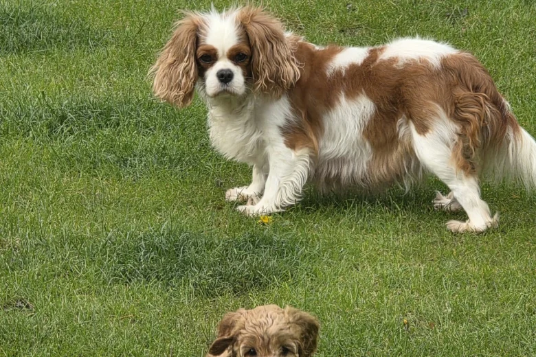 Cavapoo