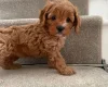 Cavapoo