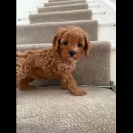 Cavapoo