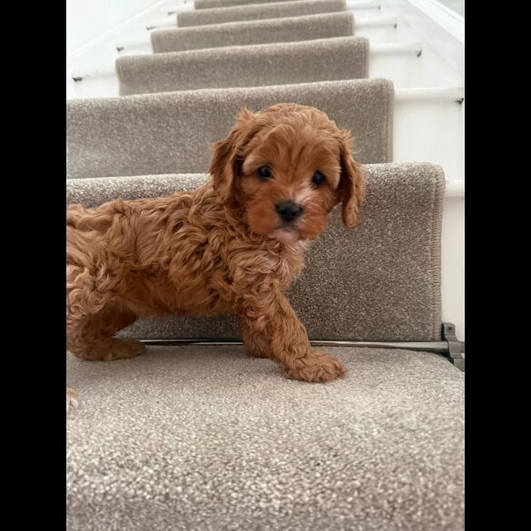 Cavapoo