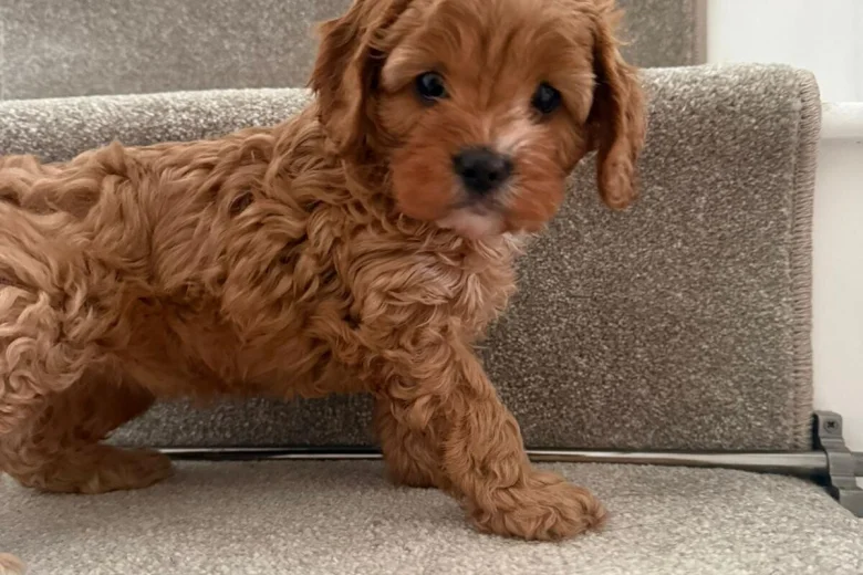 Cavapoo