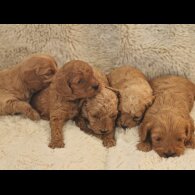Cavapoo
