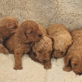 Cavapoo