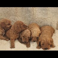 Cavapoo