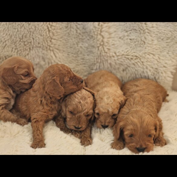Cavapoo