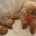 Cavapoo