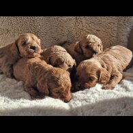 Cavapoo