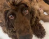 Cockapoo