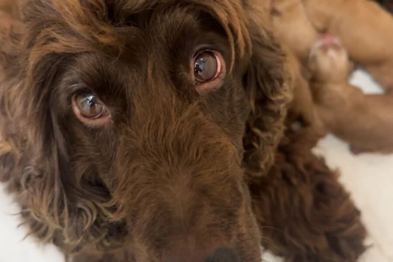 Cockapoo