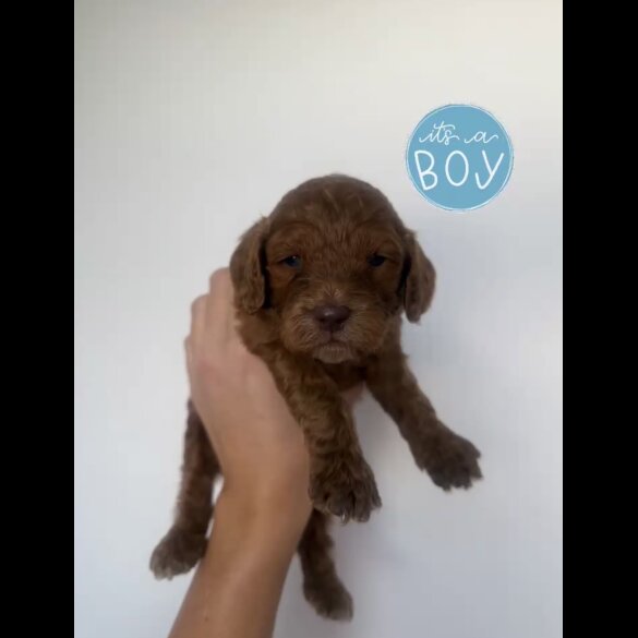 Cockapoo