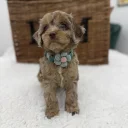 Cavapoo