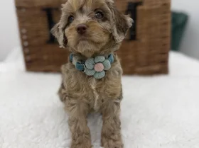 Cavapoo
