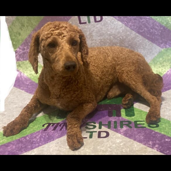 Cockapoo