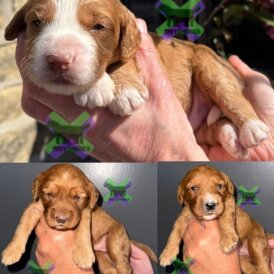 Cockapoo