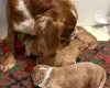 Cockapoo