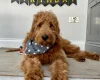 Goldendoodle