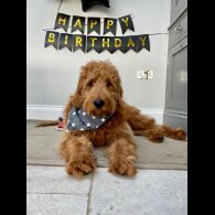 Goldendoodle