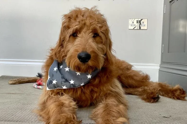 Goldendoodle