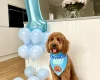Goldendoodle