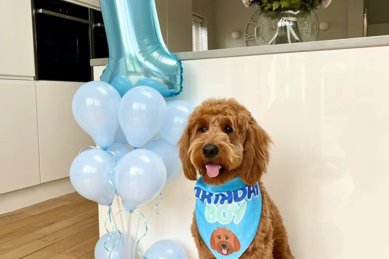Goldendoodle