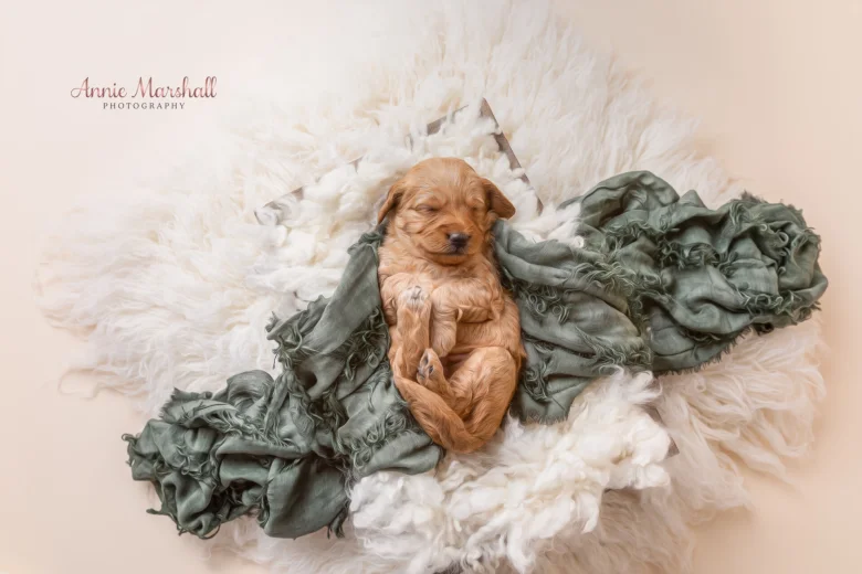 Goldendoodle