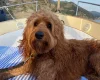 Goldendoodle