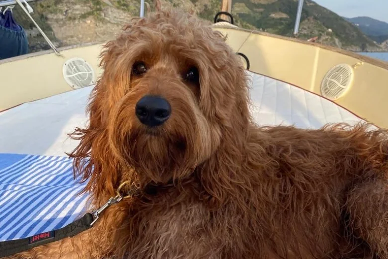 Goldendoodle