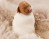 Goldendoodle