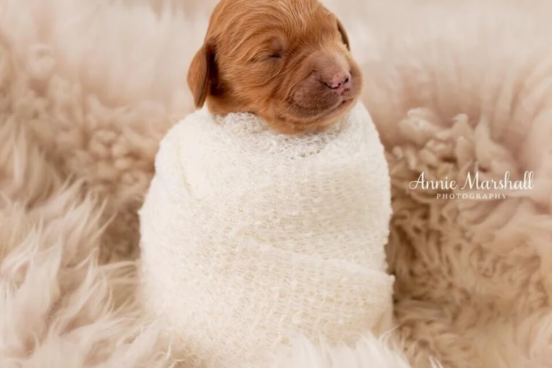 Goldendoodle