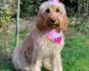 Goldendoodle
