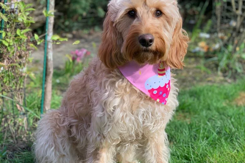 Goldendoodle