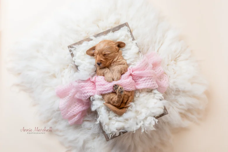 Goldendoodle