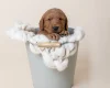 Goldendoodle