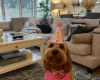 Goldendoodle