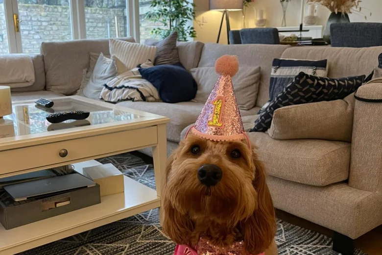 Goldendoodle