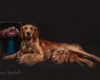 Goldendoodle