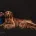 Goldendoodle
