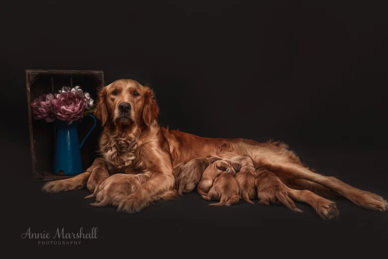 Goldendoodle