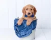 Goldendoodle