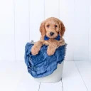 Goldendoodle