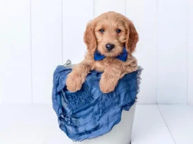Goldendoodle