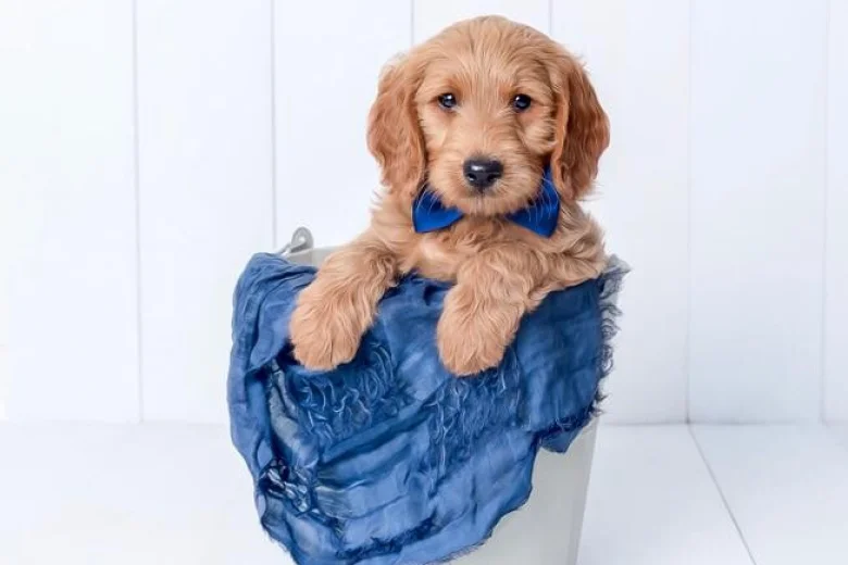 Goldendoodle