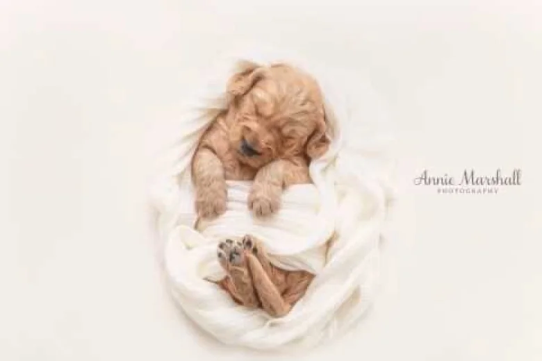 Goldendoodle