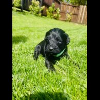 Labradoodle