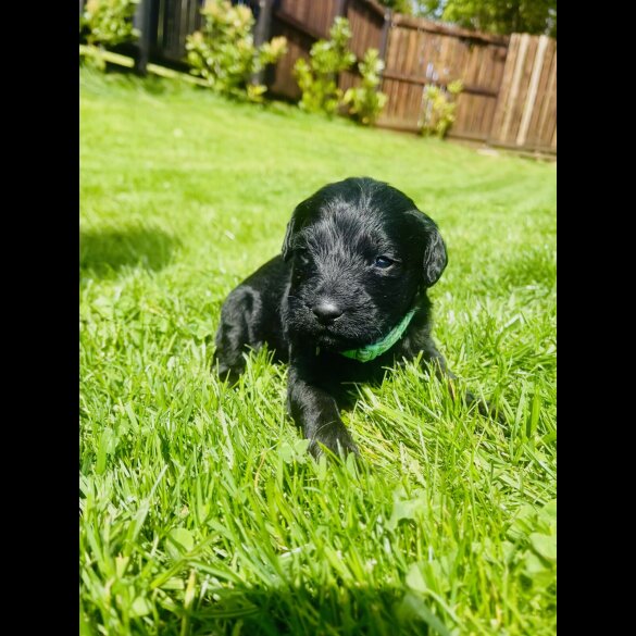 Labradoodle
