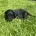Labradoodle