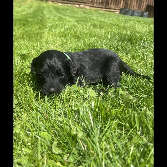 Labradoodle