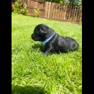 Labradoodle