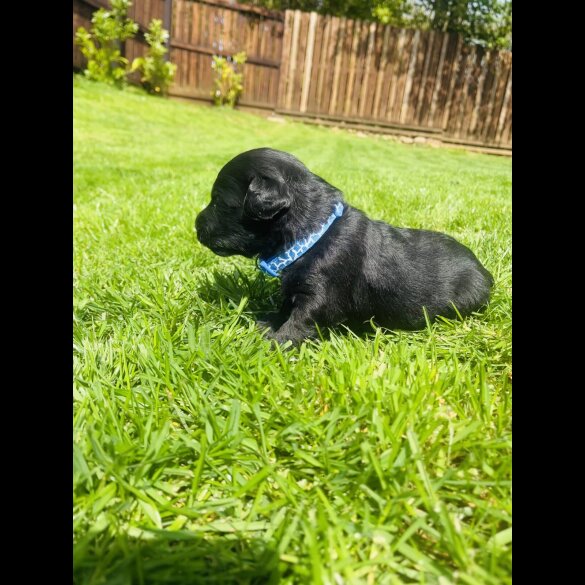 Labradoodle