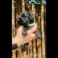 Labradoodle